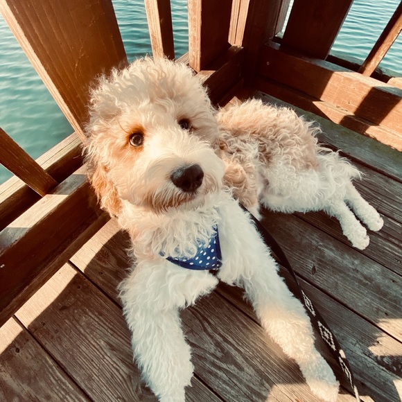 Meet your posher! - Picture 3 of 7